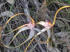 Caladenia longicauda