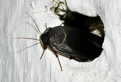 Polyphaga aegyptiaca