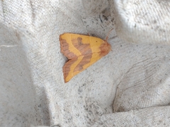 Atethmia centrago