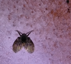 Clogmia