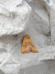 Atethmia centrago