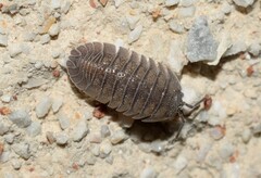 Armadillidium peraccae
