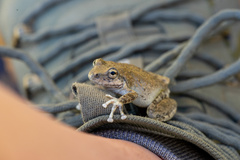 Pseudacris cadaverina