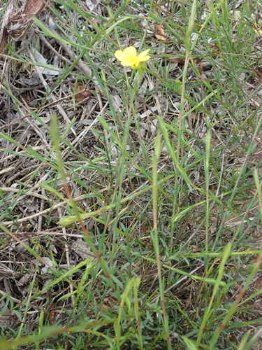 Image of Linum aethiopicum by (c) Nicola van Berkel, some rights reserved (CC BY-SA)