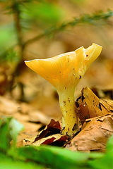 Amethystini