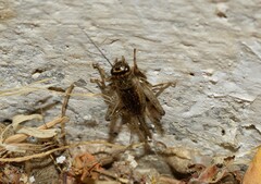 Eumodicogryllus bordigalensis