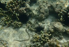 Myrichthys maculosus