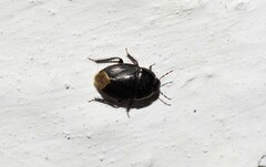 Macroscytus brunneus