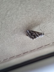 Anomocentris crystallota