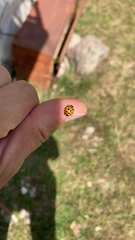 Coccinellinae