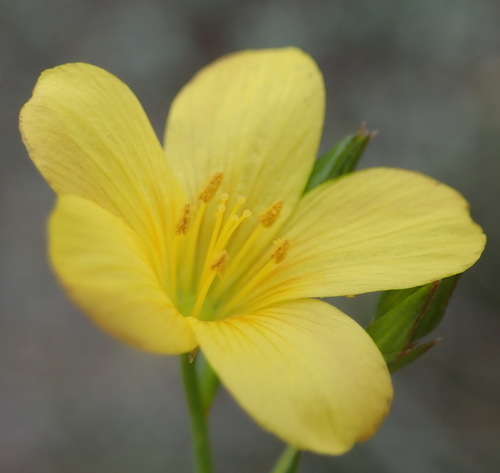 Image of Linum aethiopicum by (c) Nicola van Berkel, some rights reserved (CC BY-SA)
