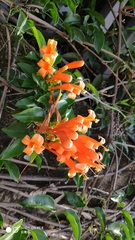 Pyrostegia