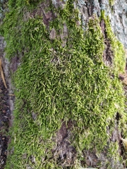 Hypnum cupressiforme