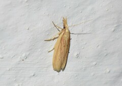 Ematheudes punctella