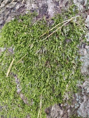 Hypnum cupressiforme