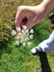 Daucus