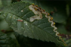Stigmella ulmivora