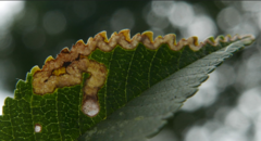 Stigmella ulmivora