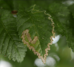 Stigmella ulmivora