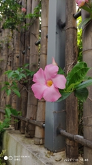 Mandevilla sanderi