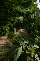 Dipsacus strigosus