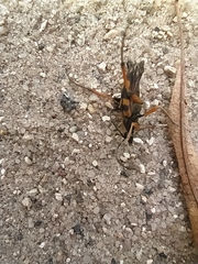 Strangalia attenuata