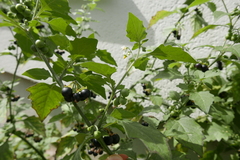 Solanum nigrum
