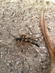 Strangalia attenuata