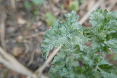Erysiphe heraclei