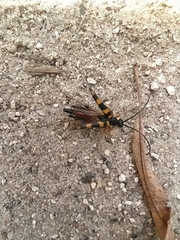 Strangalia attenuata