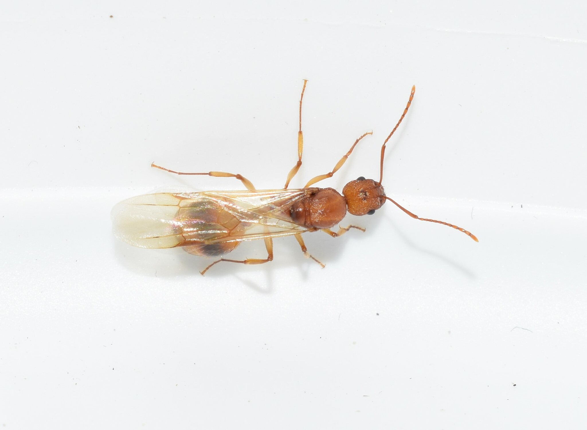 Aphaenogaster festae