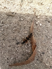 Strangalia attenuata