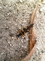 Strangalia attenuata