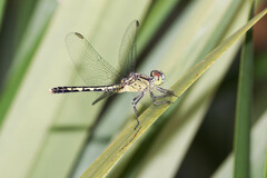 Diplacodes trivialis