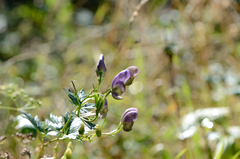 Aconitum variegatum