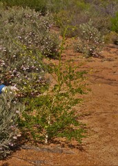 Anthocercis ilicifolia