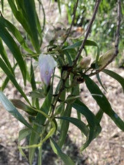 Eremophila bignoniiflora
