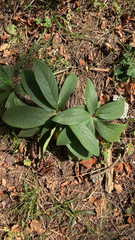 Helleborus orientalis