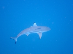 Carcharhinus melanopterus