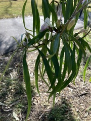 Eremophila bignoniiflora