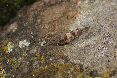 Oedipoda