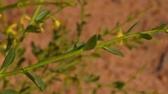 Anthocercis ilicifolia