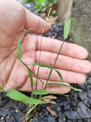 Digitaria radicosa