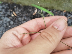 Digitaria radicosa