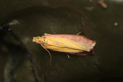 Oncocera