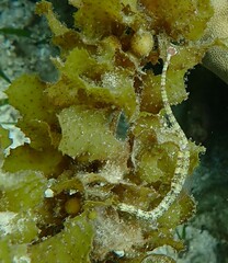 Corythoichthys schultzi