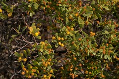 Acacia leptospermoides