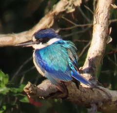 Todiramphus macleayii