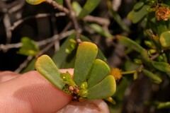 Acacia leptospermoides