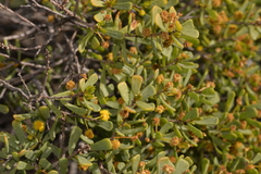 Acacia leptospermoides
